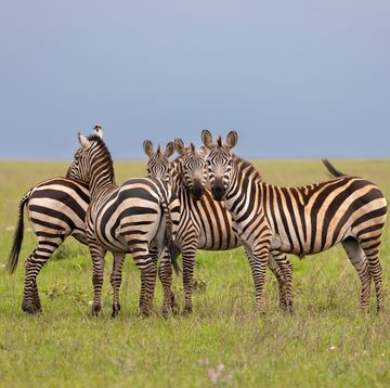 a dazzle of zebras named for the dazzling effect created when the animals run in a group graze on the lush grasses of the savannah