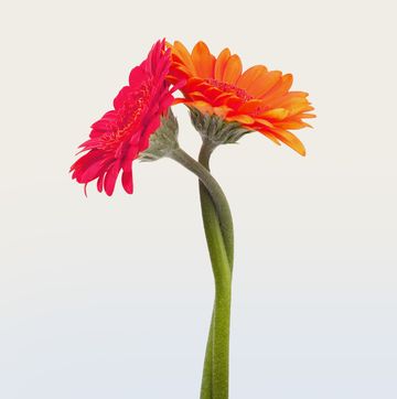 two flowers intertwining two flowers intertwining