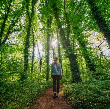 woods nature walk